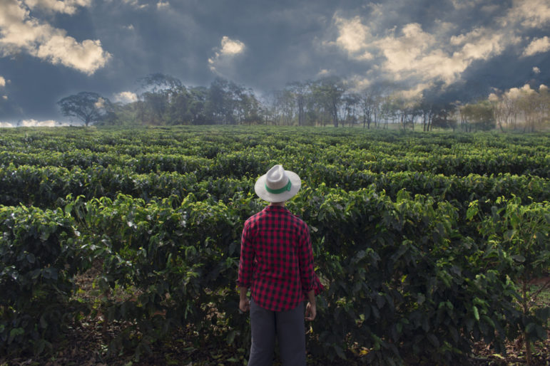 plantação de café no Brasil