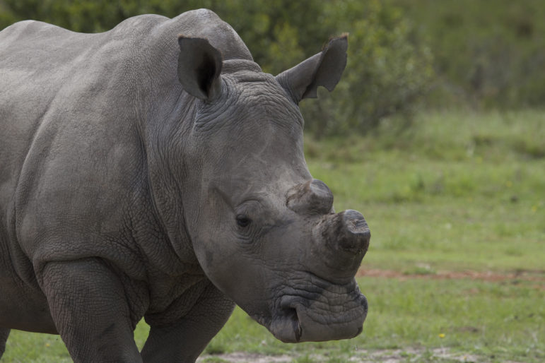 Rhino poaching horn removed