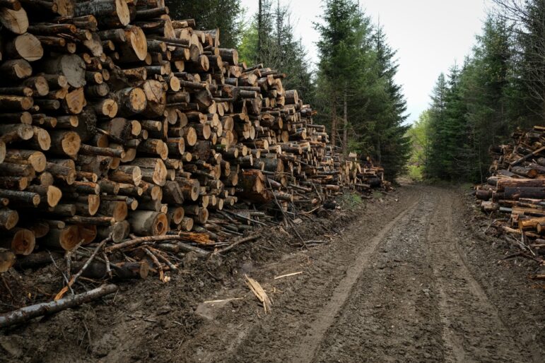 Deforestation in the Carpathian mountains, Romania. Image: Shutterstock