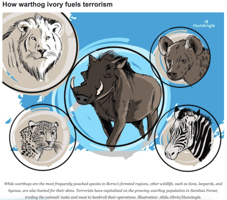 HumAngle how warthog ivory fuels terrorism