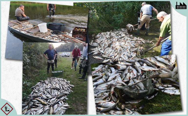 Poisined fish, Becva River, Czechia