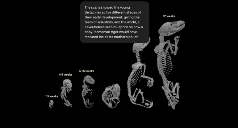 ABC looked at the development of Tasmanian tigers in the womb