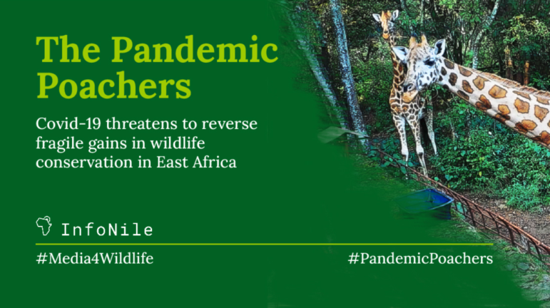 Pandemic Poachers, InfoNile investigation