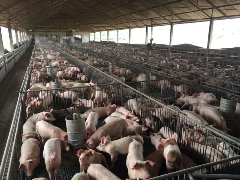 large hog farm, inside barn