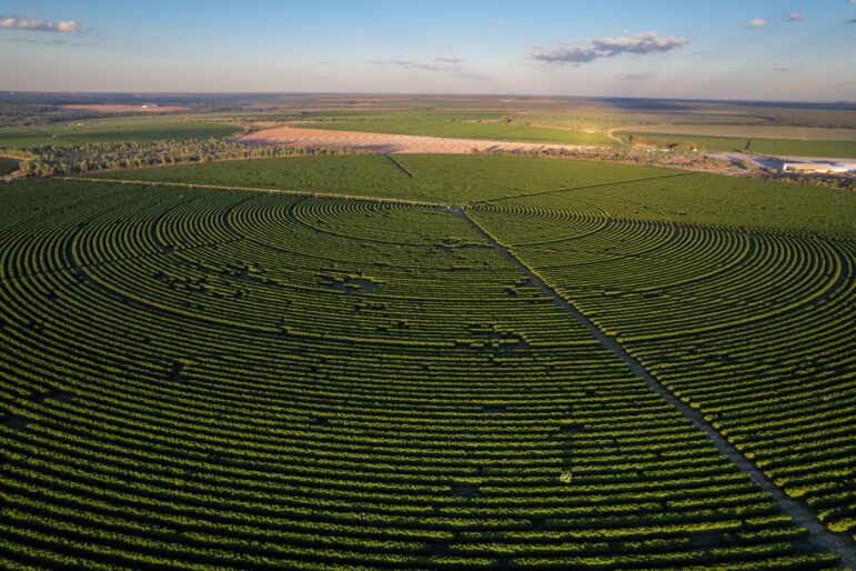 Cerrado Brazil coffee plantation