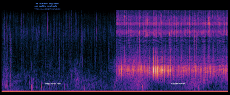 National Geographic, how sound affects the natural world