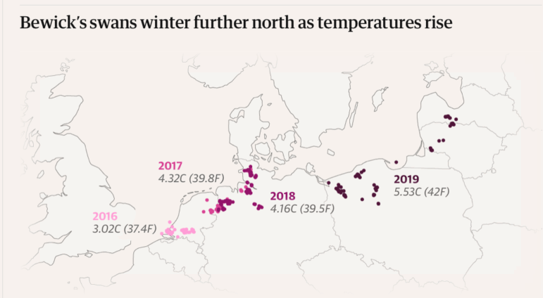 The Guardian, climate change affects bird migration patterns