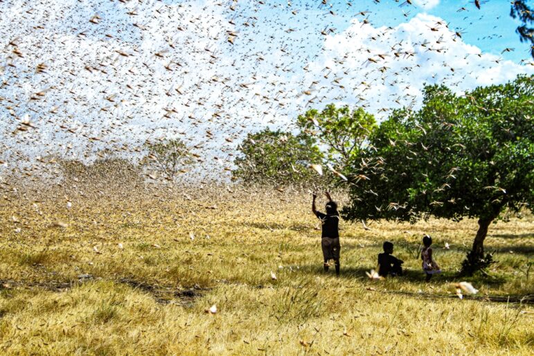 A swarm of locusts.