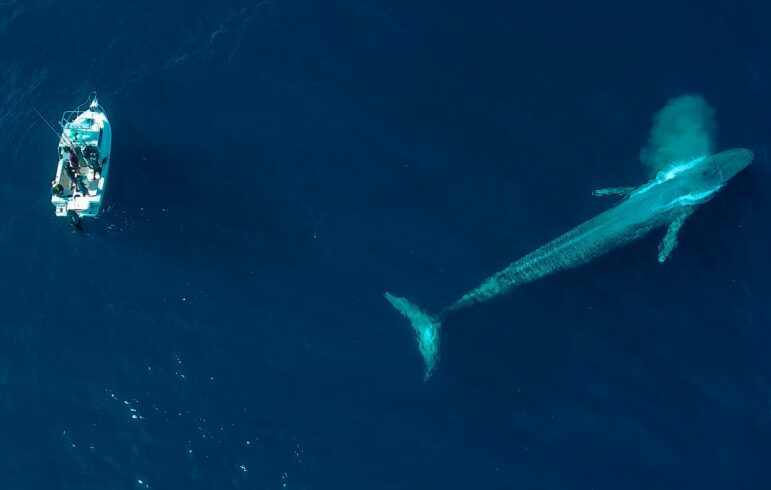Blue whales surfacing alongside a fishing boat.