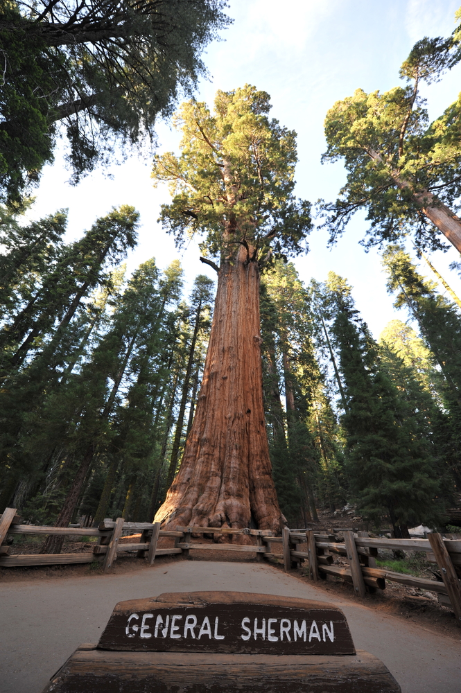 The General Sherman giant sequoia in northern California.